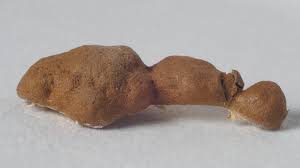 Attēlu rezultāti vaicājumam “Reticularia jurana young”