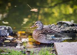 Attēlu rezultāti vaicājumam “Anas platyrhynchos”