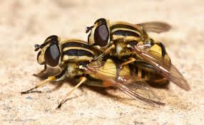 Attēlu rezultāti vaicājumam “Helophilus pendulus”