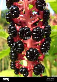 Attēlu rezultāti vaicājumam “Phytolacca acinosa fruit”