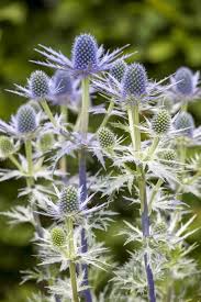 Image result for Edeldistel