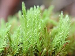 Attēlu rezultāti vaicājumam “Pohlia proligera”