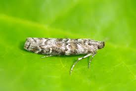 Attēlu rezultāti vaicājumam “Dioryctria abietella”