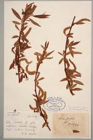 Attēlu rezultāti vaicājumam “Salix x fragilis”