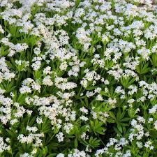 Image result for Galium odoratum