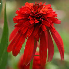 Image result for roter Sonnenhut