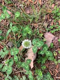 Attēlu rezultāti vaicājumam “Trifolium repens”