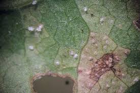 Attēlu rezultāti vaicājumam “Pucciniastrum areolatum”