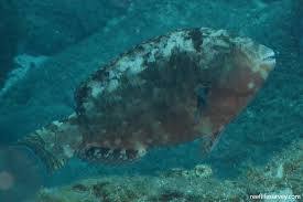 Image result for Calotomus carolinus