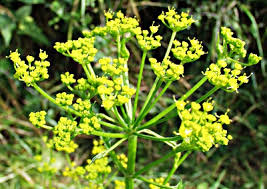 Attēlu rezultāti vaicājumam “Pastinaca sativa subsp. sylvestris flower”