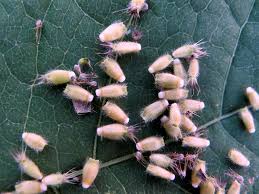 Attēlu rezultāti vaicājumam “Knautia arvensis”