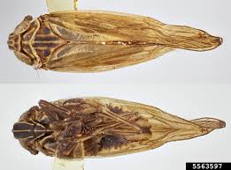 Attēlu rezultāti vaicājumam “Javesella pellucida”