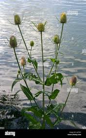 Attēlu rezultāti vaicājumam “Dipsacaceae”