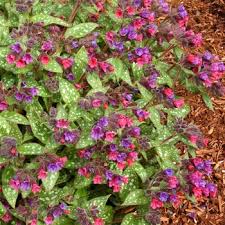 Image result for Pulmonaria Silverado