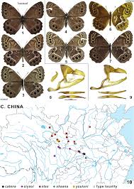 Attēlu rezultāti vaicājumam “Lopinga achine upperside”
