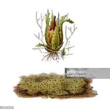 Attēlu rezultāti vaicājumam “Ephemerum serratum”