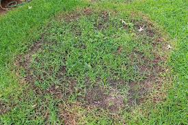 Attēlu rezultāti vaicājumam “Lophozia badensis sporophyte”