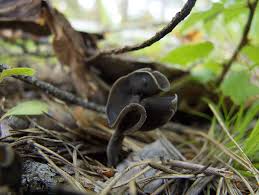 Attēlu rezultāti vaicājumam “Helvella atra”