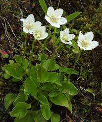 Attēlu rezultāti vaicājumam “Parnassia palustris flower”