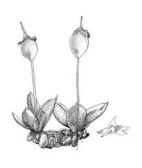 Attēlu rezultāti vaicājumam “Physcomitrium pyriforme”