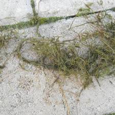 Attēlu rezultāti vaicājumam “Chara globularis”