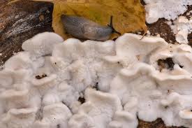 Attēlu rezultāti vaicājumam “Plicatura nivea”