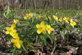 Attēlu rezultāti vaicājumam “Anemone ranunculoides bud”