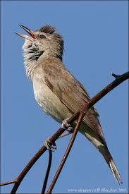 Image result for Acrocephalus arundinaceus