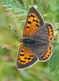 Attēlu rezultāti vaicājumam “Lycaena phlaeas male”