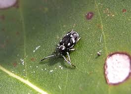 Attēlu rezultāti vaicājumam “Anobiidae”