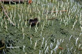 Attēlu rezultāti vaicājumam “Multiclavula mucida”