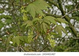 Attēlu rezultāti vaicājumam “Acer pseudoplatanus fo. purpurascens flower”