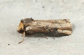 Attēlu rezultāti vaicājumam “Axylia putris”