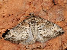 Attēlu rezultāti vaicājumam “Perizoma bifaciata”