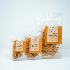 Attēlu rezultāti vaicājumam “Cordyceps polyarthra”