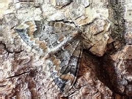 Attēlu rezultāti vaicājumam “Dysstroma truncata”