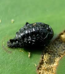 Attēlu rezultāti vaicājumam “Galerucella nymphaeae pupa”