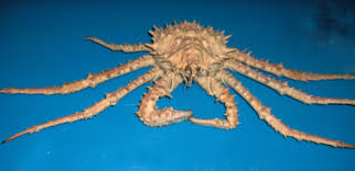 Image result for Lithodes maja