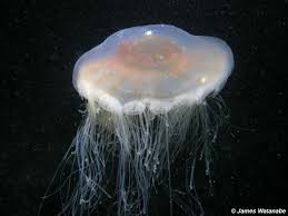 Attēlu rezultāti vaicājumam “Scyphozoa”