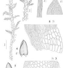 Attēlu rezultāti vaicājumam “Calliergonella cuspidata sporophyte”