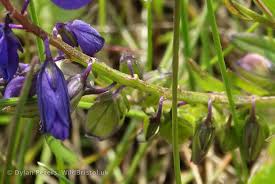 Attēlu rezultāti vaicājumam “Polygala vulgaris flower”