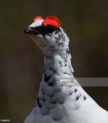 Image result for Lagopus muta