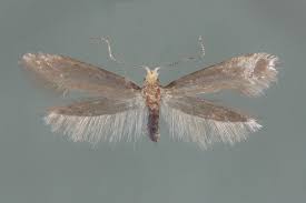 Attēlu rezultāti vaicājumam “Lyonetiidae”