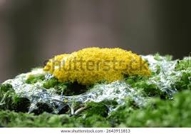 Attēlu rezultāti vaicājumam “Fuligo sp., Lignydium sp.”