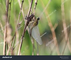 Attēlu rezultāti vaicājumam “Libellula quadrimaculata exuvia”