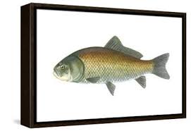 Image result for Ictiobus cyprinellus