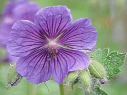 Image result for Storchschnäbel