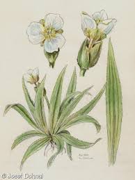 Attēlu rezultāti vaicājumam “Stratiotes aloides flower”