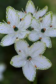 Attēlu rezultāti vaicājumam “Parnassiaceae”