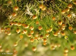 Attēlu rezultāti vaicājumam “Seligeria donniana”